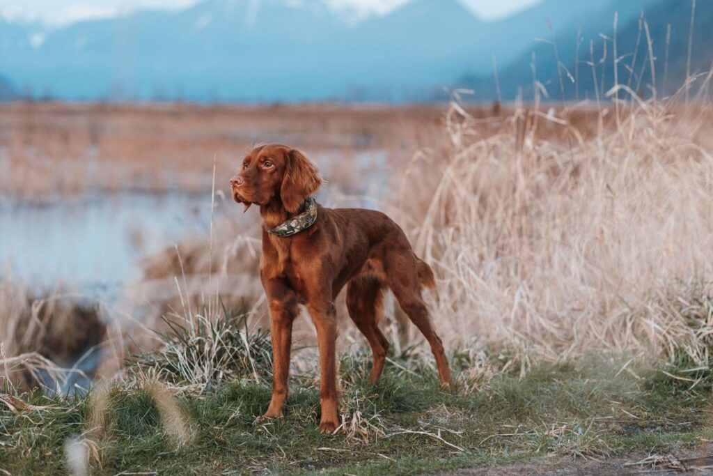 Halo Collar 5 Realtree: The Ultimate GPS Dog Fence for Outdoor Adventures