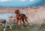 Halo Collar 5 Realtree: The Ultimate GPS Dog Fence for Outdoor Adventures