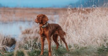 Halo Collar 5 Realtree: The Ultimate GPS Dog Fence for Outdoor Adventures