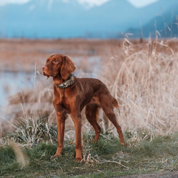 Halo Collar 5 Realtree: The Ultimate GPS Dog Fence for Outdoor Adventures