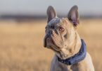 Halo Collar GPS Dog Fence Review: The Best Wireless Dog Fence & 4-in-1 Dog Containment System (Backed by a 90-Day Guarantee)