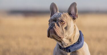 Halo Collar GPS Dog Fence Review: The Best Wireless Dog Fence & 4-in-1 Dog Containment System (Backed by a 90-Day Guarantee)