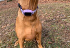 PawTronic Pro Series 2 GPS Dog Fence Review