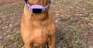 PawTronic Pro Series 2 GPS Dog Fence Review