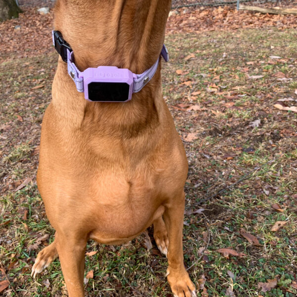 PawTronic Pro Series 2 GPS Dog Fence Review