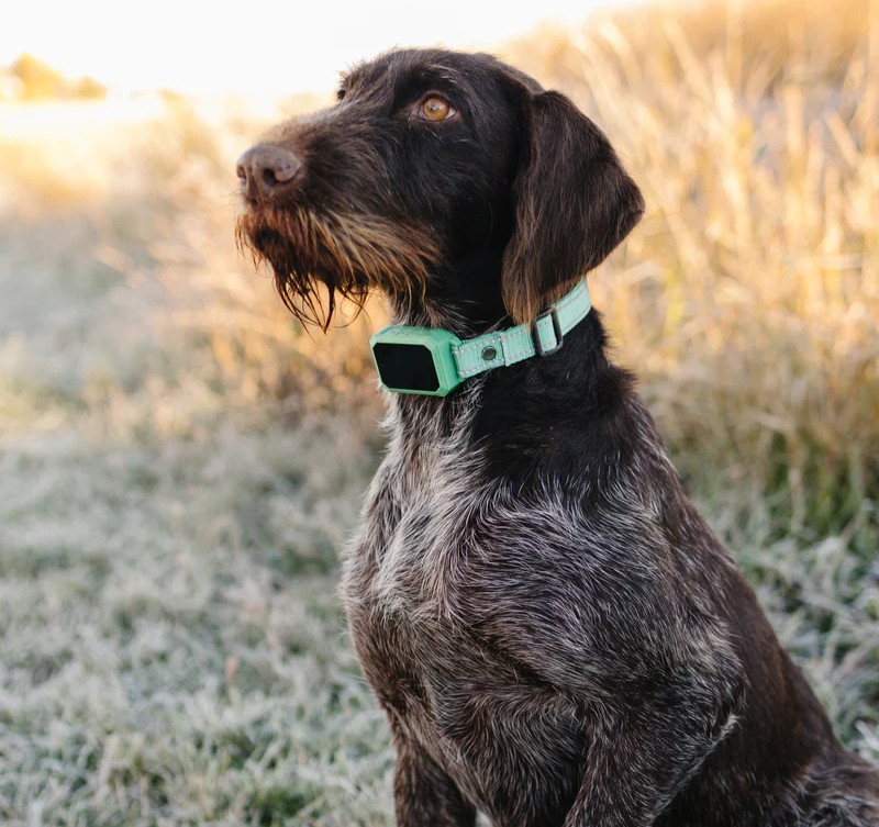 Pawtronic Pro Series 2 GPS Dog Fence
