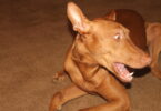 dog anxiety relief products