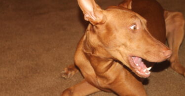 dog anxiety relief products