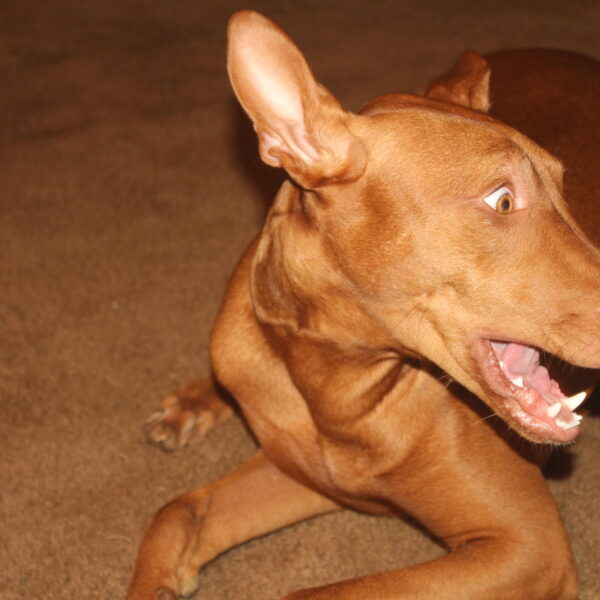 dog anxiety relief products