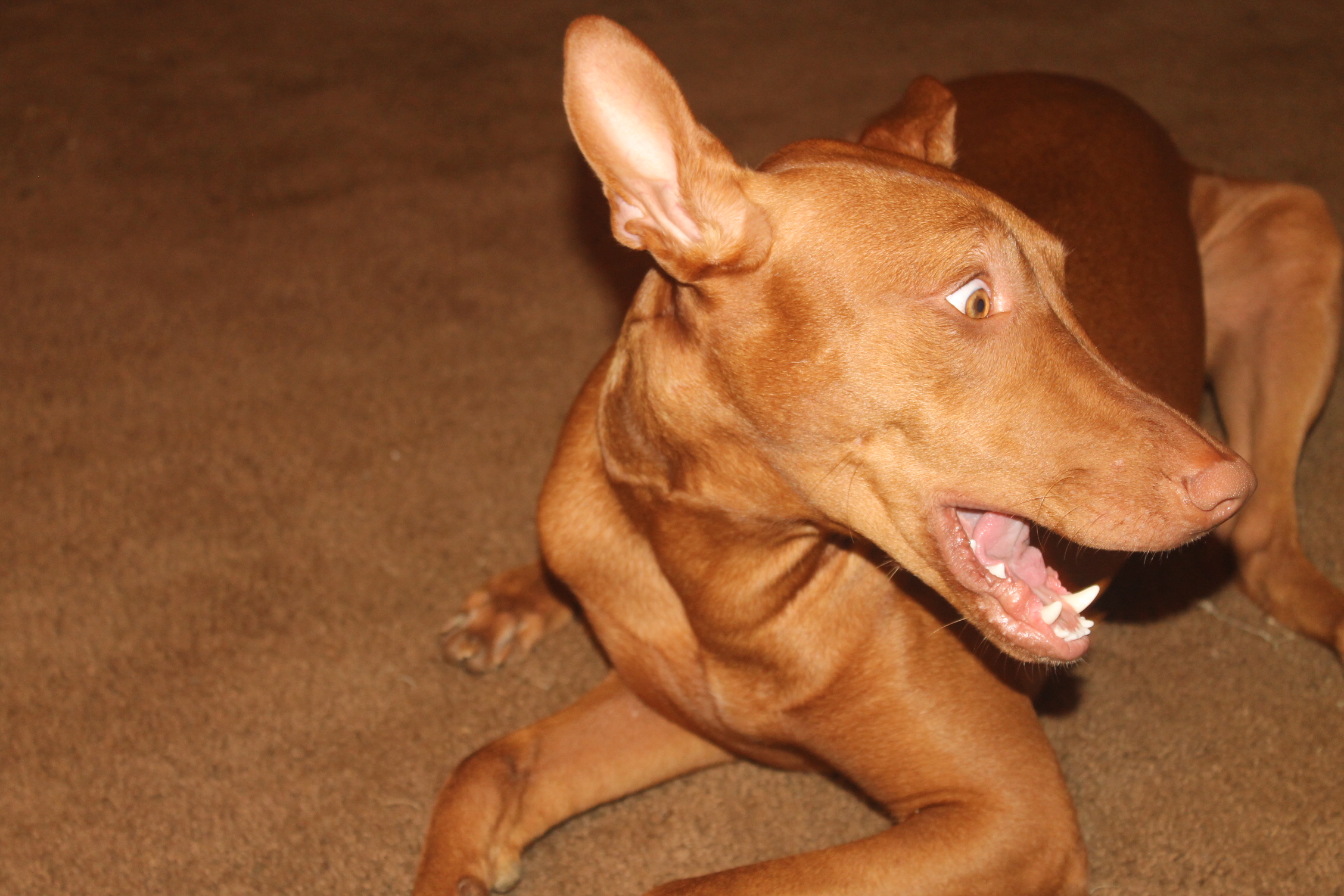 dog anxiety relief products