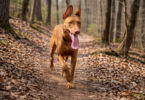 What to Do If Your Off-Leash Dog Gets Lost
