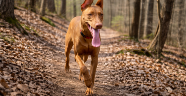 What to Do If Your Off-Leash Dog Gets Lost
