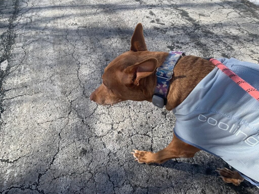 petivity smart gps dog tracker on Freya