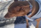 Petivity Smart GPS + Activity Tracker for Dogs — A Simple, Affordable Way to Keep Tabs on Your Dog