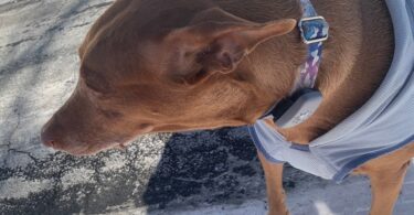 Petivity Smart GPS + Activity Tracker for Dogs — A Simple, Affordable Way to Keep Tabs on Your Dog