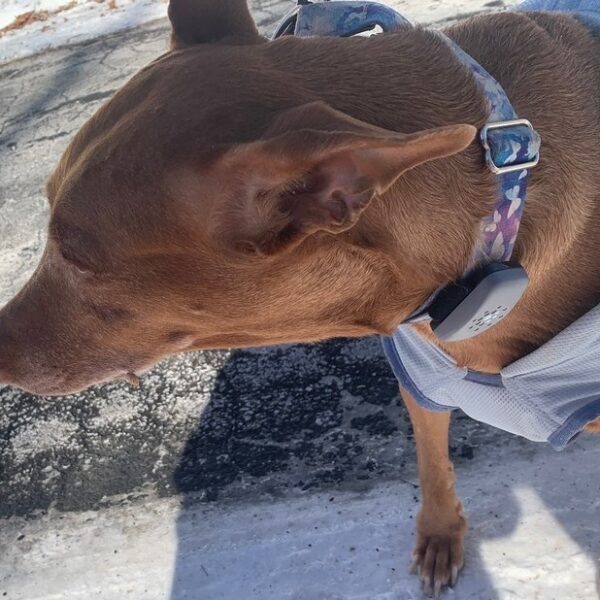Petivity Smart GPS + Activity Tracker for Dogs — A Simple, Affordable Way to Keep Tabs on Your Dog