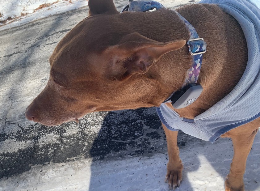 Petivity Smart GPS + Activity Tracker for Dogs — A Simple, Affordable Way to Keep Tabs on Your Dog