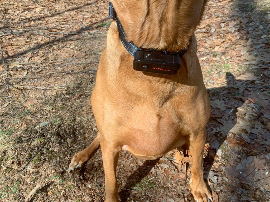Freya wearing her SATELLAI Collar GO