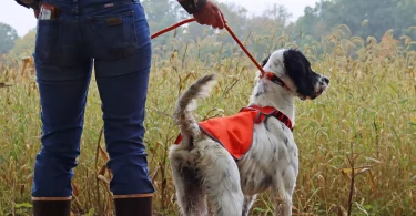 Water & Woods Reflective Dog Safety Vest