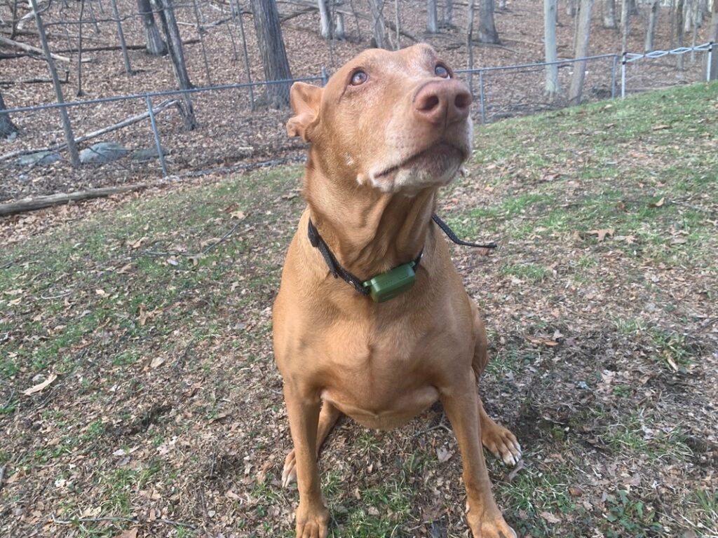 jugbow btc801 collar review 