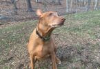 jugbow btc801 collar review