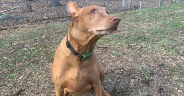 jugbow btc801 collar review