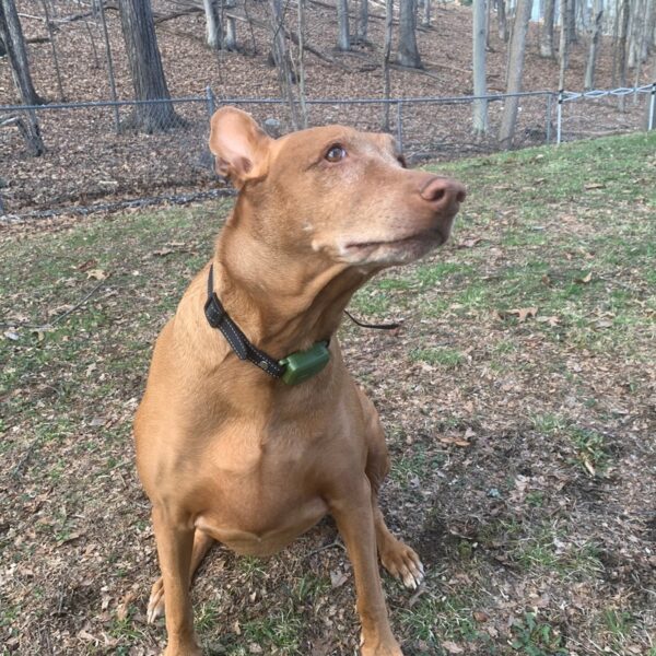 jugbow btc801 collar review