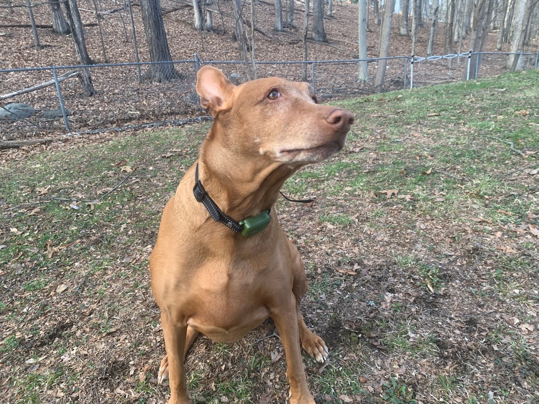 jugbow btc801 collar review