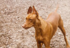 Embark Breed & Health Kit Dog DNA Test Review