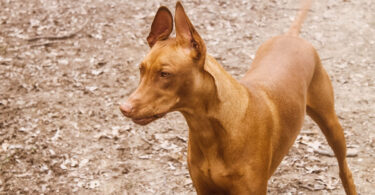 Embark Breed & Health Kit Dog DNA Test Review