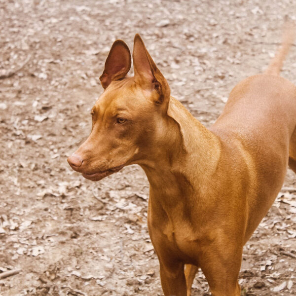 Embark Breed & Health Kit Dog DNA Test Review