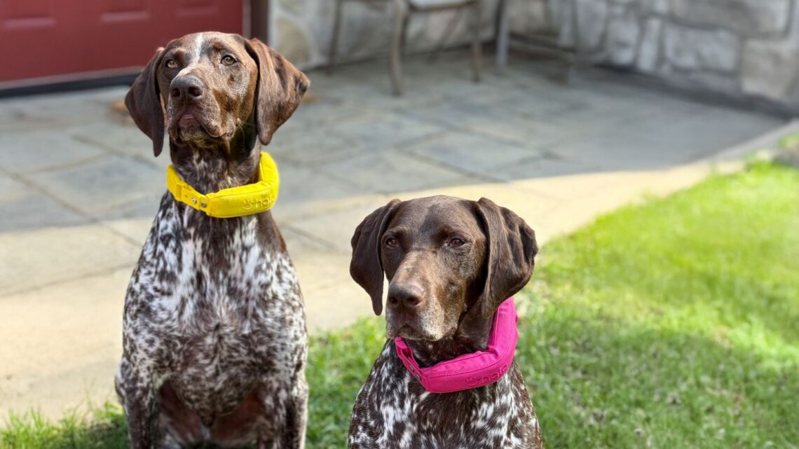 Halo Collar 5 Just Got a Serious Accuracy Upgrade with Precision+