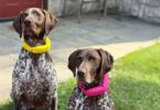 Halo Collar 5 Just Got a Serious Accuracy Upgrade with Precision+