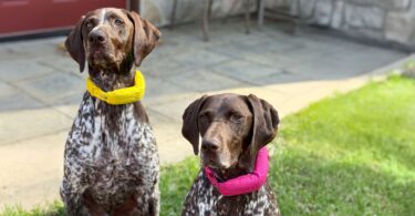 Halo Collar 5 Just Got a Serious Accuracy Upgrade with Precision+