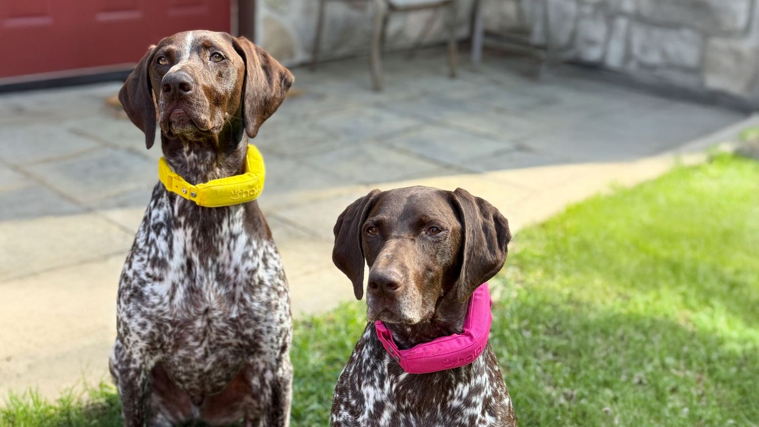 Halo Collar 5 Just Got a Serious Accuracy Upgrade with Precision+