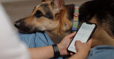 Best Pet Tech for Senior Dogs (Comfort, Safety & Everyday Ease)