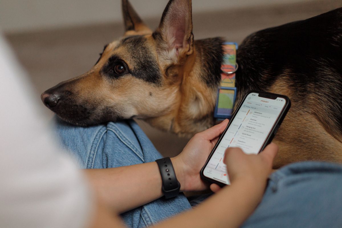 Best Pet Tech for Senior Dogs (Comfort, Safety & Everyday Ease)