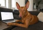 Best Dog Health Test Kits You Can Use at Home