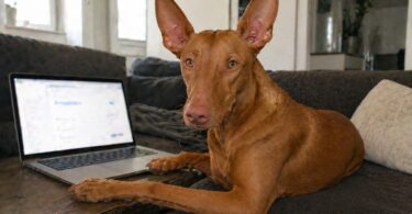 Best Dog Health Test Kits You Can Use at Home
