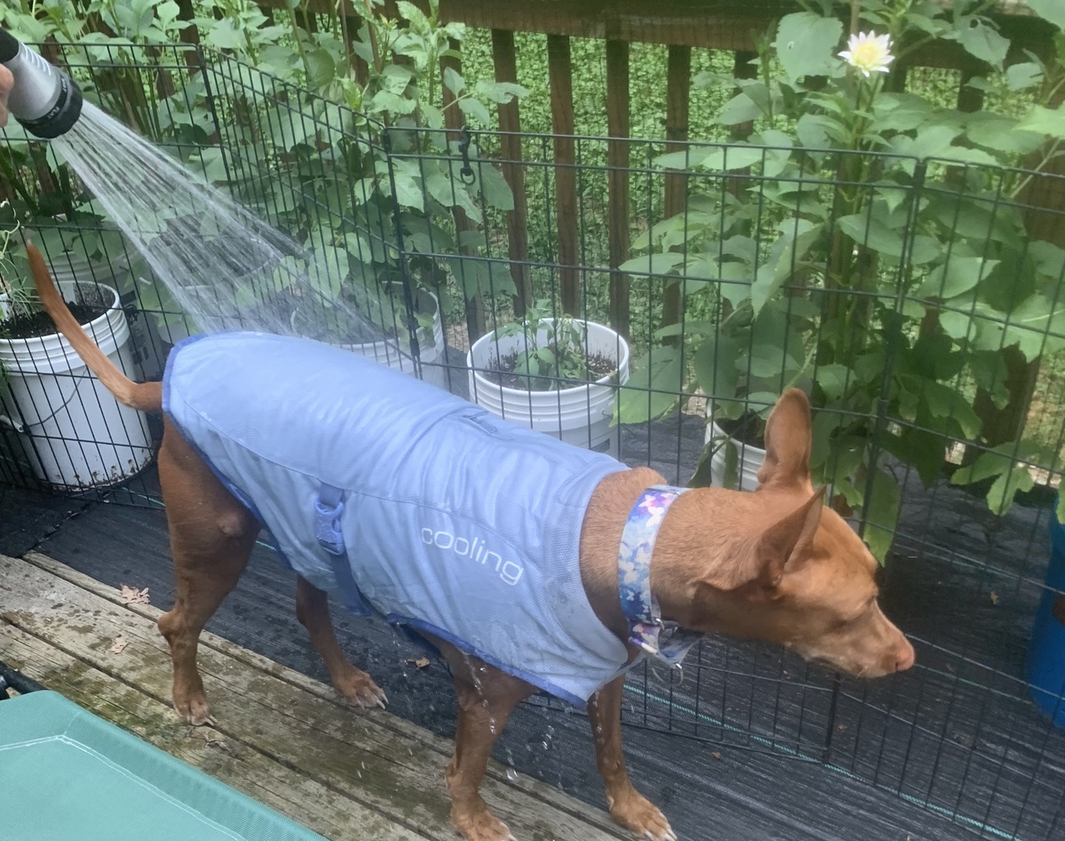 Dog Cooling Vest by Kurgo