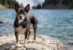 summer dog essentials