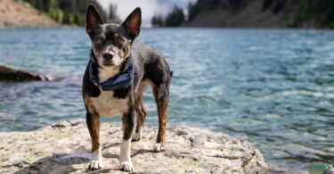 summer dog essentials