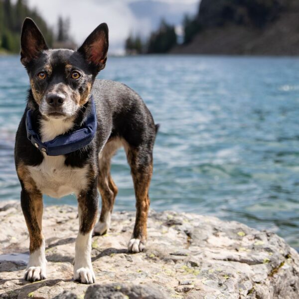 summer dog essentials