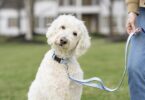 PetSafe's New Matching Walk-Ready Sets Make Daily Walks a Little More Stylish