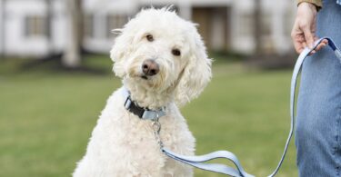PetSafe's New Matching Walk-Ready Sets Make Daily Walks a Little More Stylish
