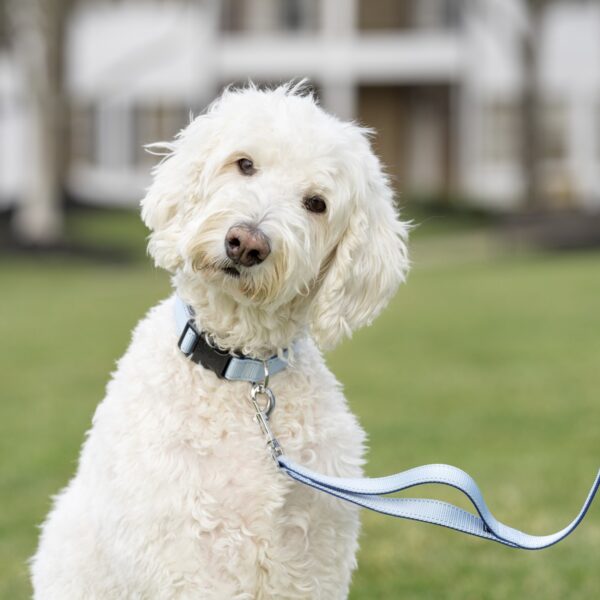 PetSafe's New Matching Walk-Ready Sets Make Daily Walks a Little More Stylish