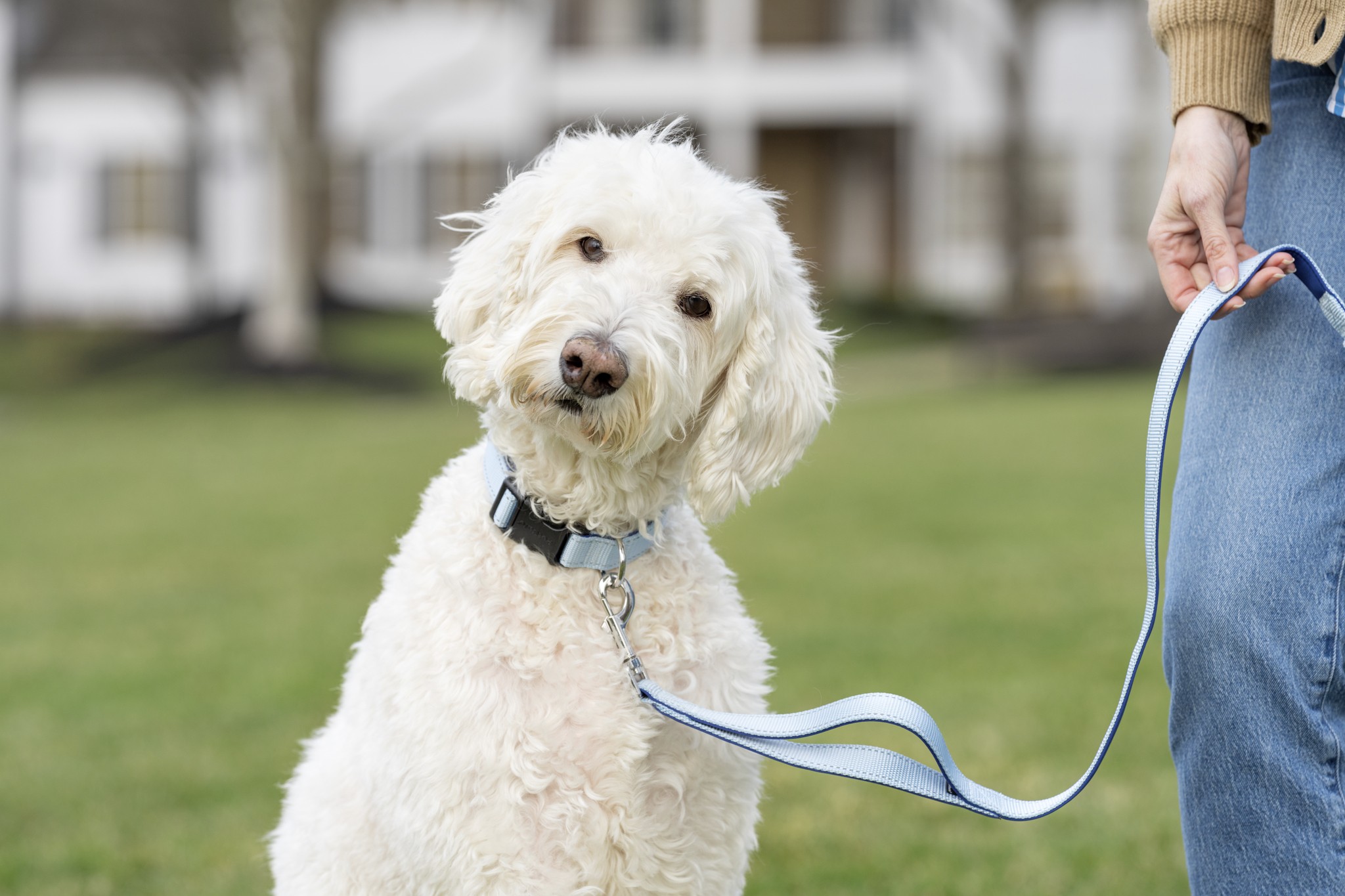 PetSafe's New Matching Walk-Ready Sets Make Daily Walks a Little More Stylish