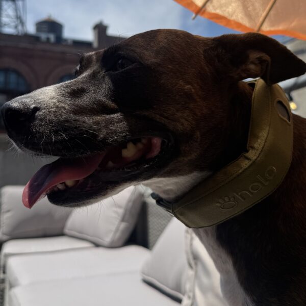 Halo Collar 5 Gets a New Limited Edition Color Called Ranger
