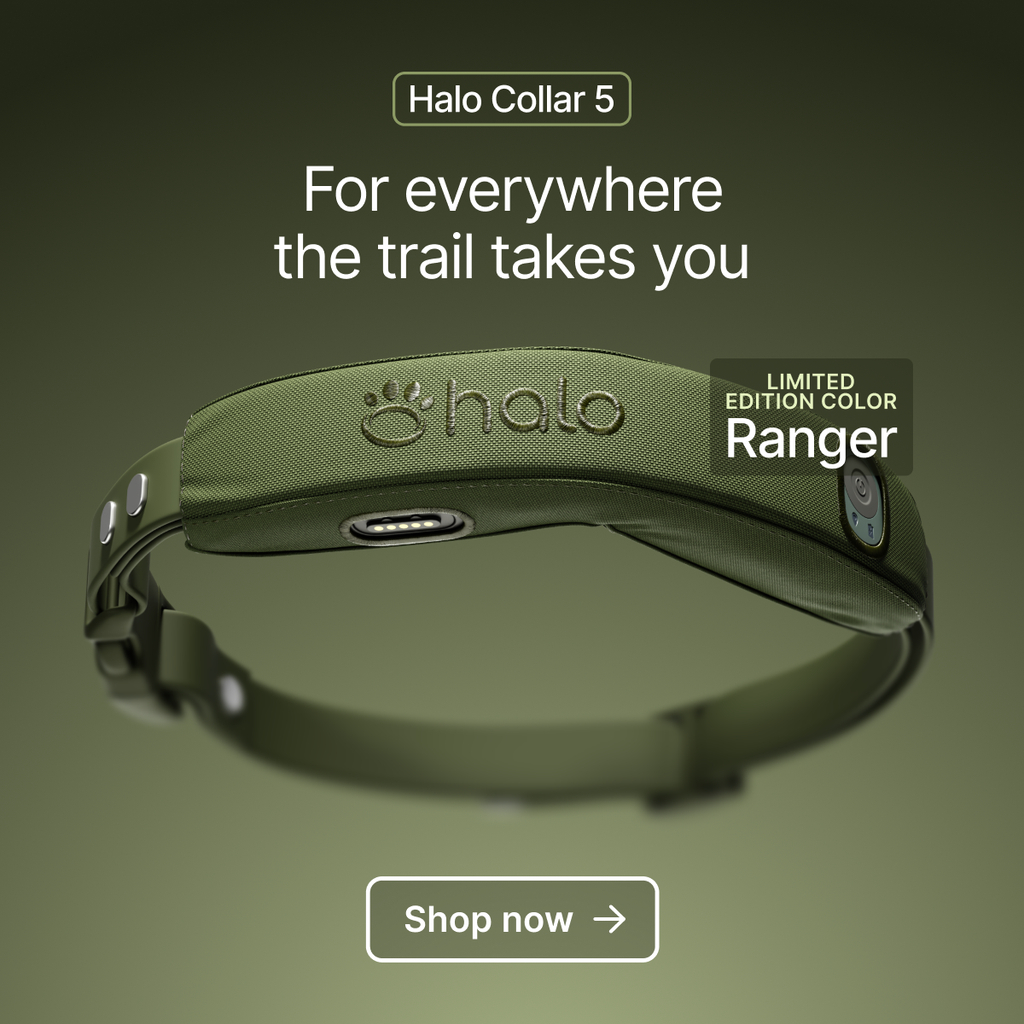 Halo Collar 5 Gets a New Limited Edition Color Called Ranger