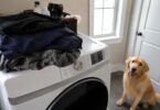 How to Remove Dog Hair from Clothes (Without Losing Your Mind)
